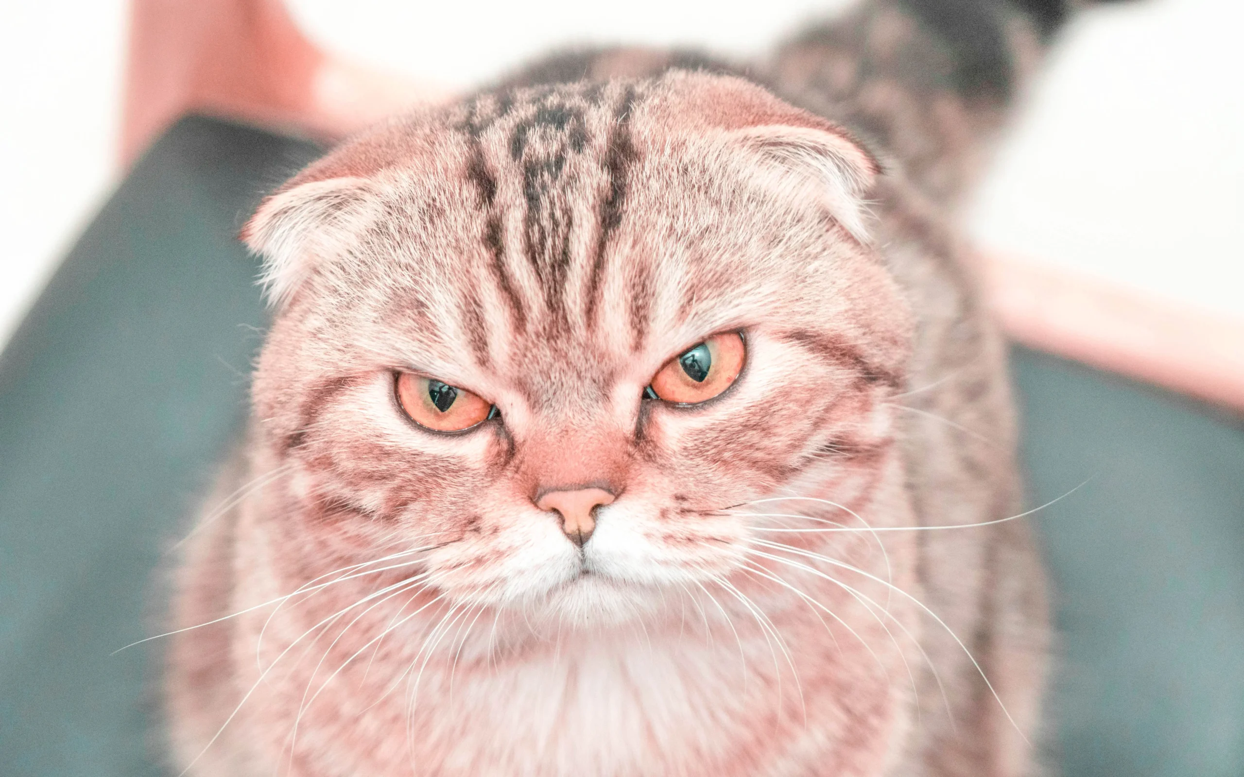 Preset preview