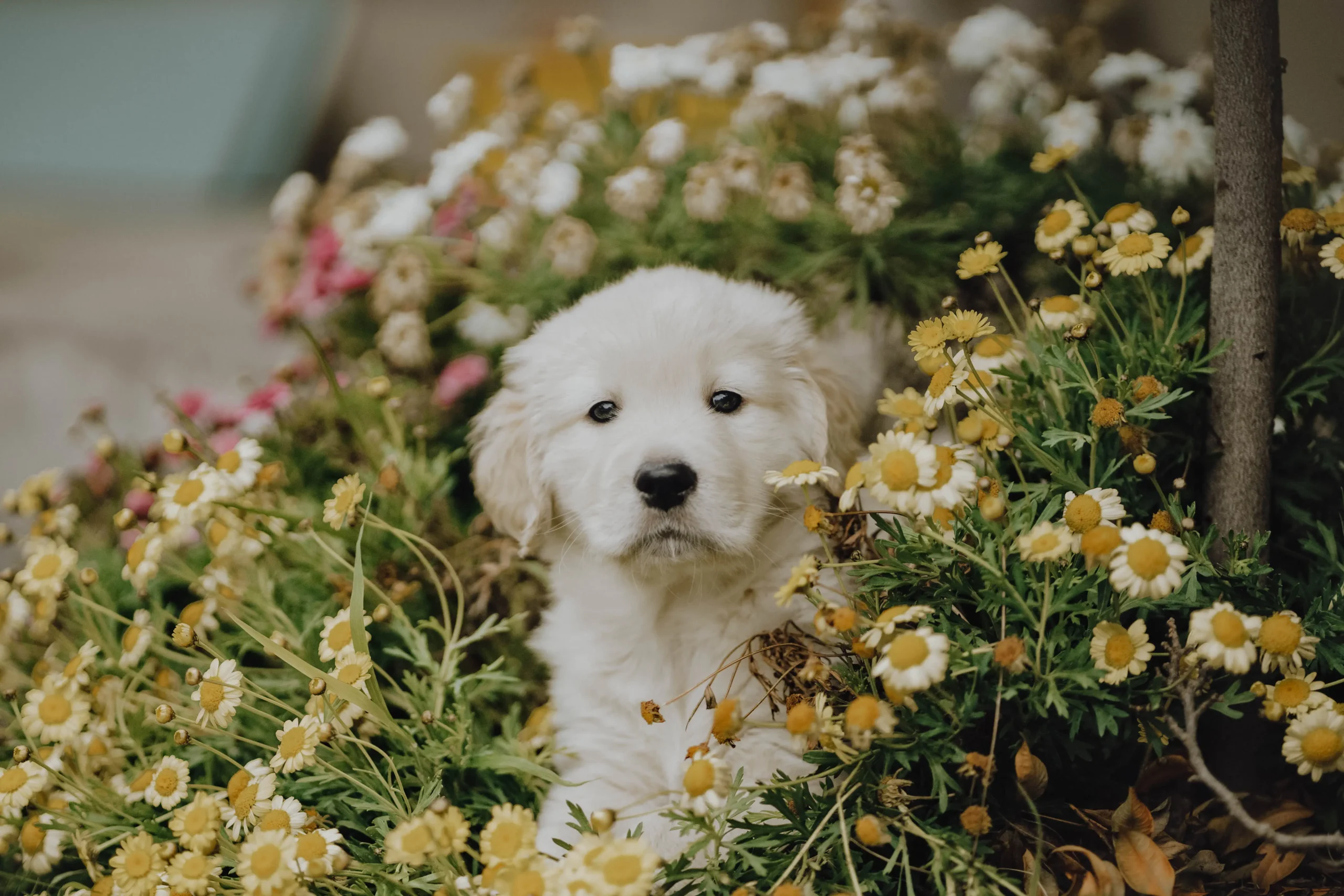 Preset preview