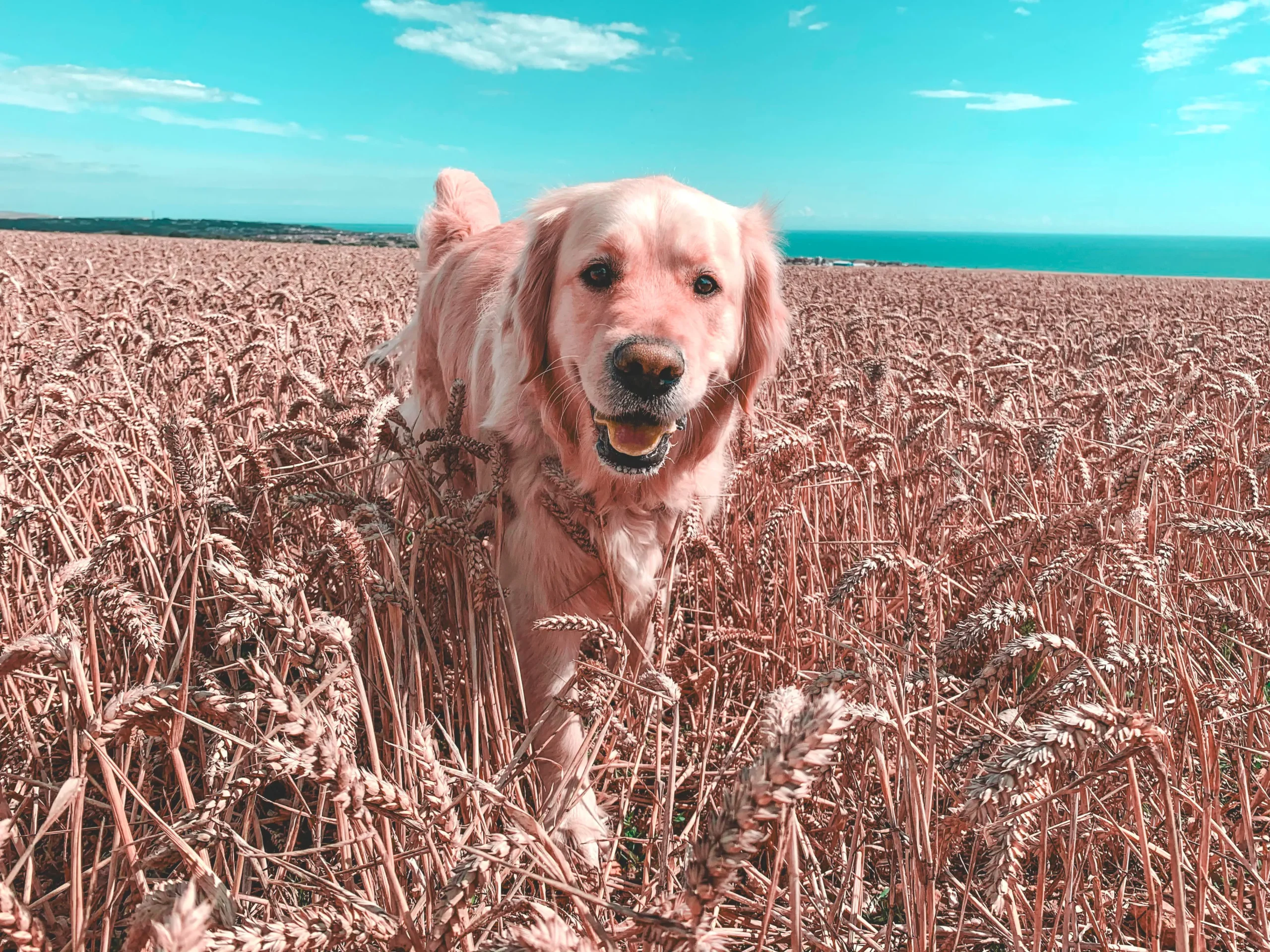 Preset preview