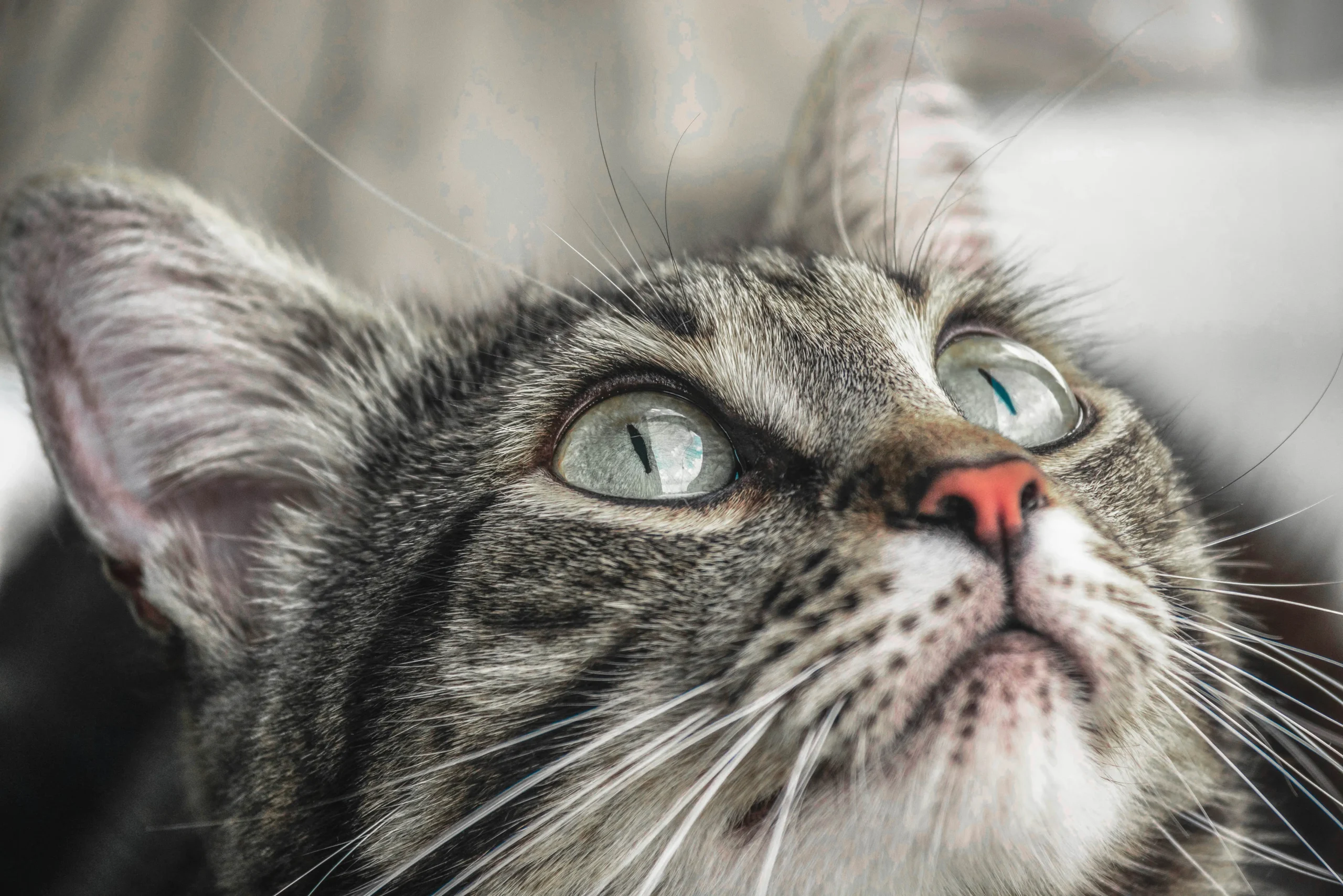 Preset preview